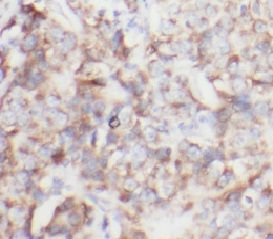 CA1 antibody