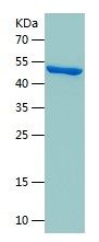 Recombinant Human NFIC