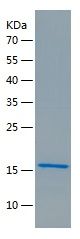 Recombinant TMEV-2A