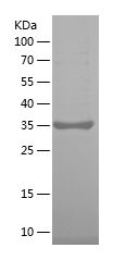 Recombinant Human F2RL1