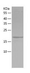 Recombinant Human CEP20