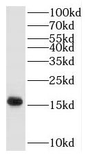 POLR2H antibody
