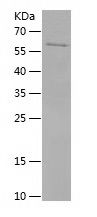 Recombinant Human BCL7B