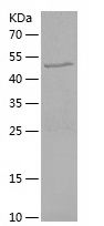 Recombinant Human DARS2
