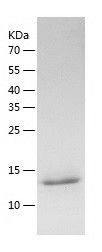 Recombinant Human BRD1