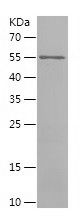 Recombinant Human KPNA1