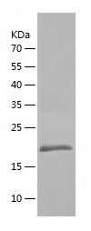 Recombinant Human PRAP1