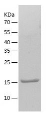 Recombinant Mouse IL-36B