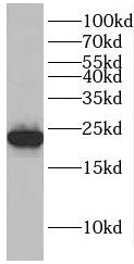 EMC9 antibody