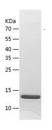 Recombinant Human PIN4