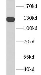 PECAM1 antibody