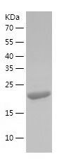 Recombinant Human Rab15