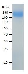 Recombinant Human Neuropilin-1