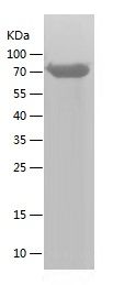 Recombinant Mouse Nectin-2