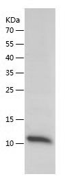 Recombinant Human PF4