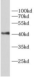 GHSR antibody