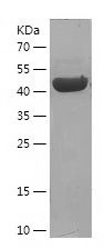 Recombinant Human HDGFL2