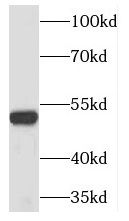 TINF2 antibody