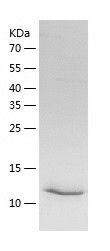 Recombinant Human SDHAF2