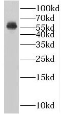 BLK antibody