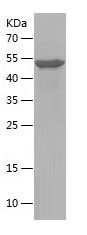 Recombinant Human MD-1