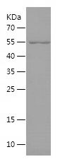 Recombinant Human MORC3
