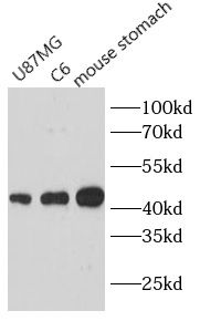 PGA3 antibody