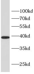 GYPA antibody