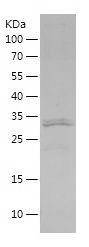 Recombinant Human CD38