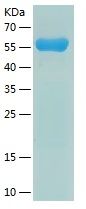 Recombinant Human LRG1