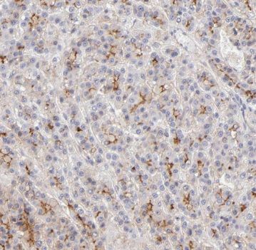 RELN antibody