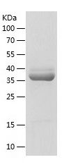 Recombinant Mouse ApoE