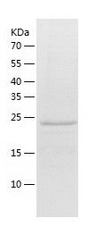 Recombinant Human EGLN3