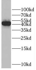 EIF3G antibody