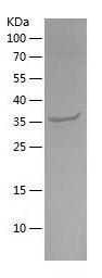 Recombinant Human ATP5F1C