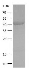 Recombinant Human VAT1