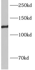AP3B2 antibody