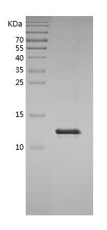 Recombinant Porcine IL-8