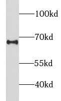 LILRB5 antibody