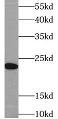 IL23A antibody