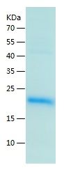 Recombinant Human MANF