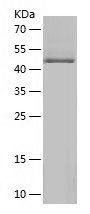 Recombinant Human BRD7