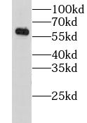 GORASP2 antibody