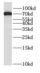 DNAI2 antibody