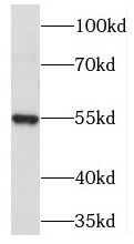PDE6C antibody