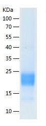 Recombinant Human INSL3