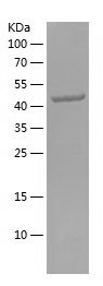 Recombinant Human FN1