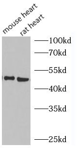 GLUT4 antibody