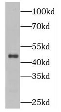 PLEKHO1 antibody