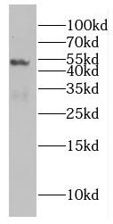EIF4A3 antibody